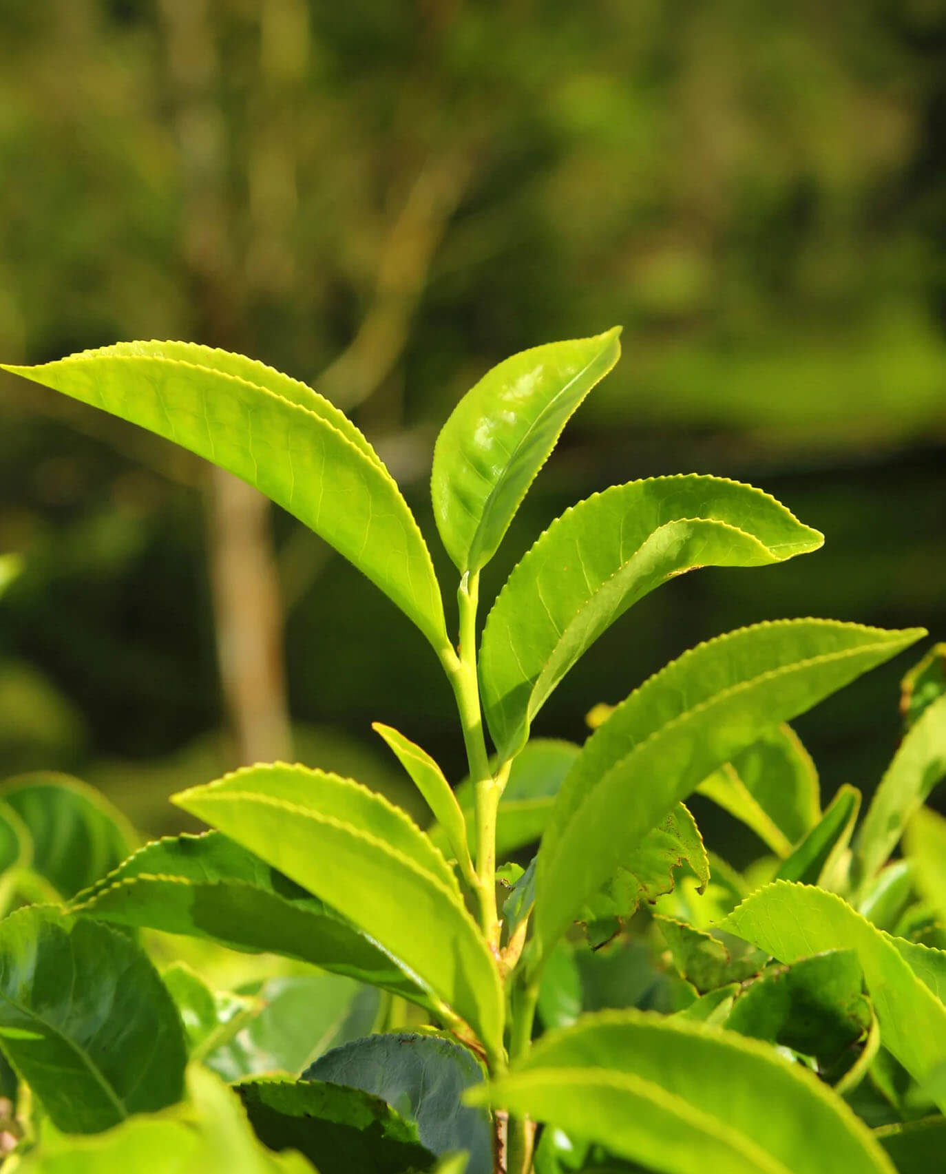 tea leafe (1)